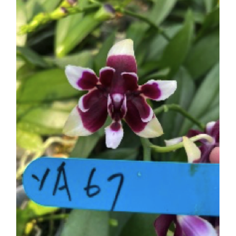 Орхiдея Phal. ((Tzu chiang Balm x Taida Pearl) Yaphon #11) бабочка